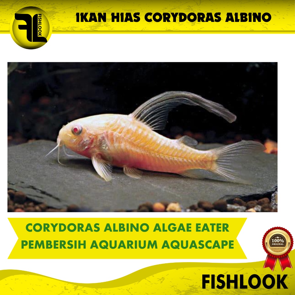 CORYDORAS ALBINO - IKAN AQUASCAPE IKAN HIAS PEMAKAN ALGAE