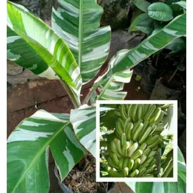 Bibit pisang varigata sudah berdaun jaminan asli