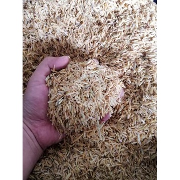 SEKAM PADI MENTAH SEKAM PADI KERING SEKAM MEDAI TANAM SEKAM PADI MURAH