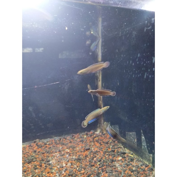 Baby Channa Andrao Size 4-5cm