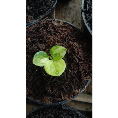 Jemani cobra varigata