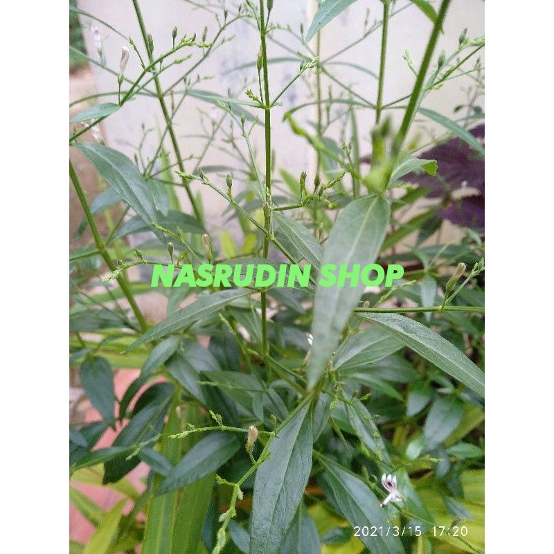 

[Fresh] DAUN SAMBILOTO SEGAR LANGSUNG PETIK