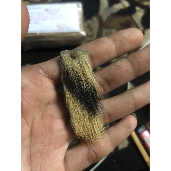 kulit Hm asli rajahan kulit ngurak