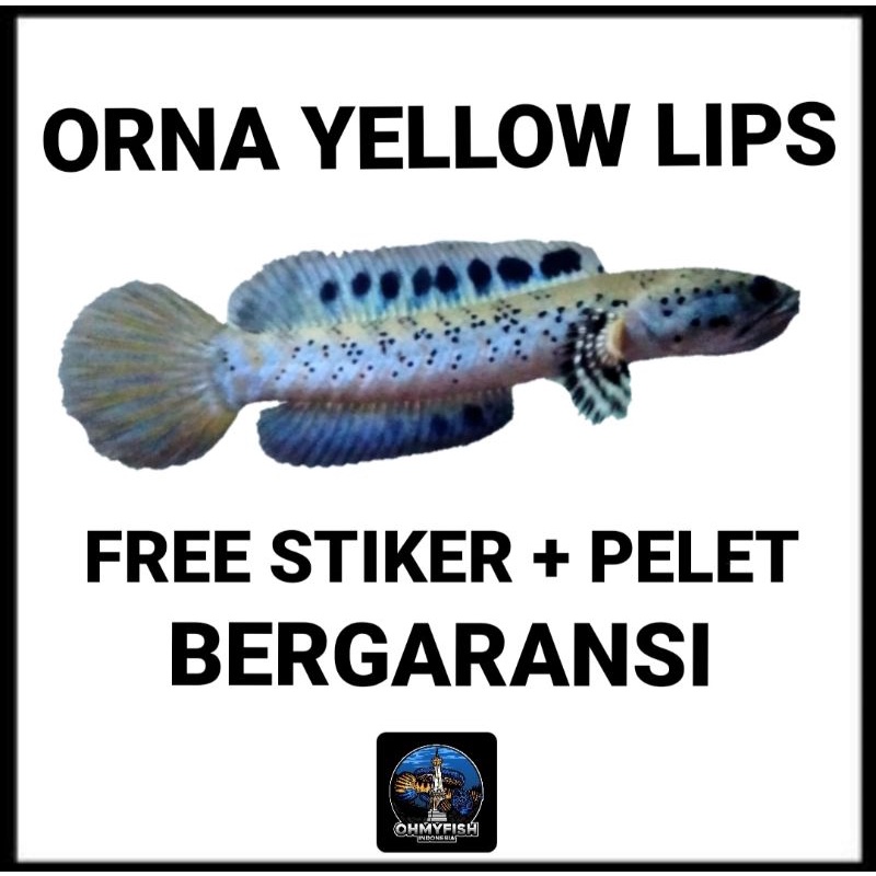 ORNA YL / YELLOW LIPS - FREE PELET & STIKER - Ohmyfish.ind