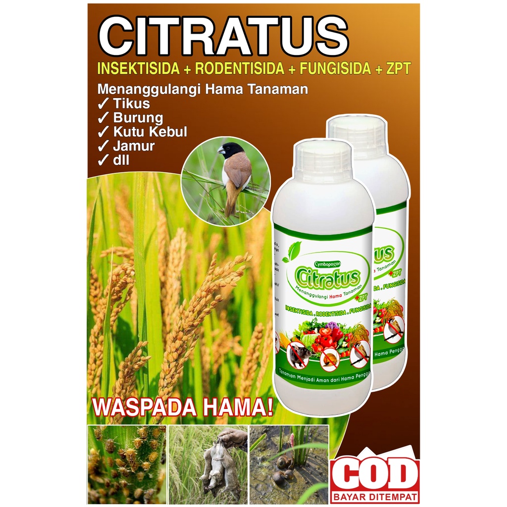 Citratus,Pengusir Tikus Ampuh,Pengusir Tikus Sawah,Pengusir Tikius mobil,Pengusir Tikus Rumah,Pengus