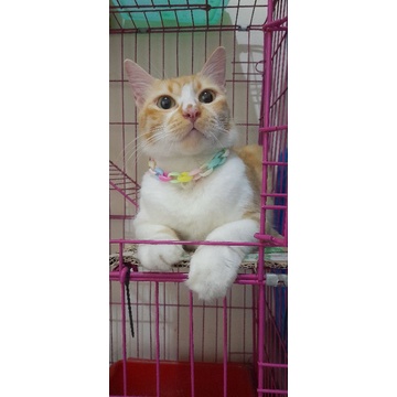 kalung rantai kucing