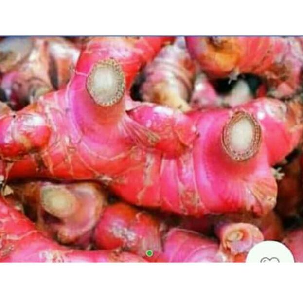 

の Lengkuas / Laos Merah 1 kg ヤ