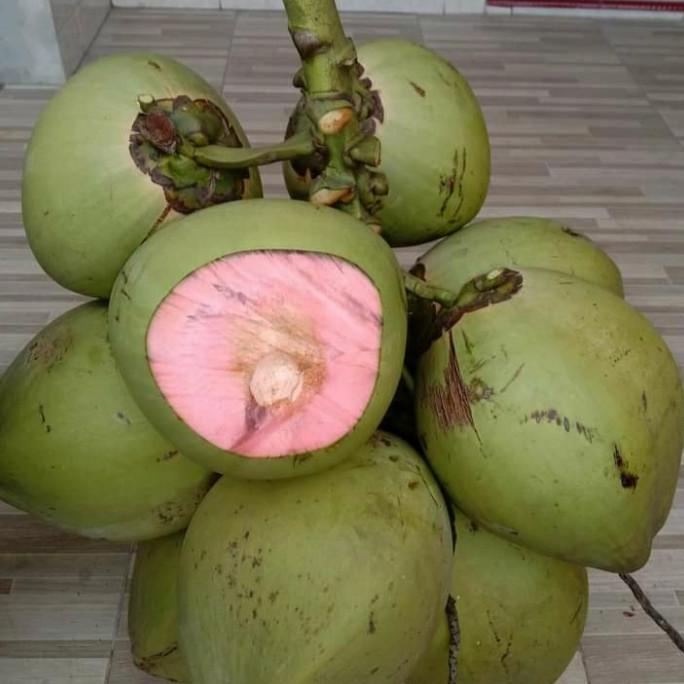 Bibit kelapa wulung ijo serat merah super