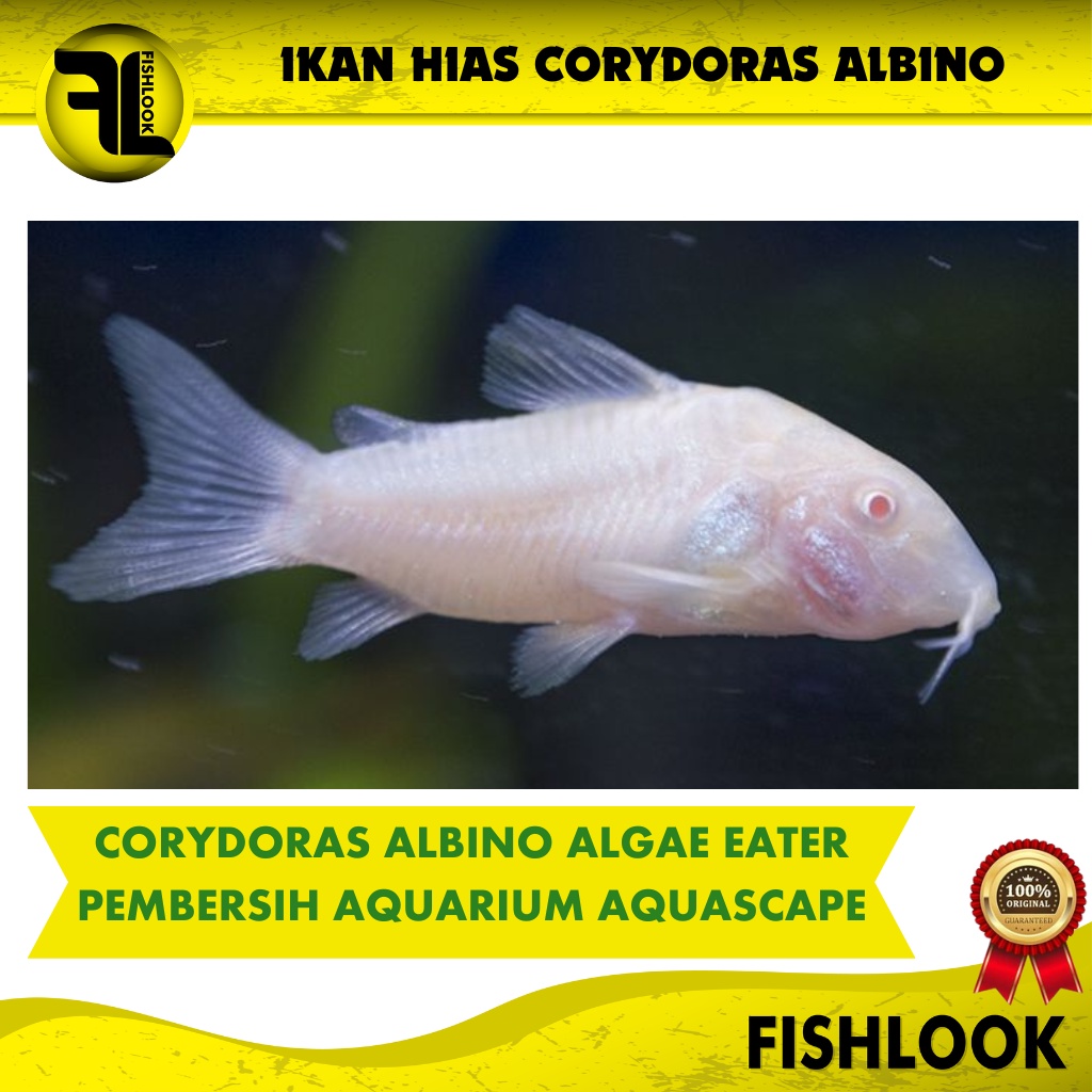 CORYDORAS ALBINO - IKAN AQUASCAPE IKAN HIAS PEMAKAN ALGAE