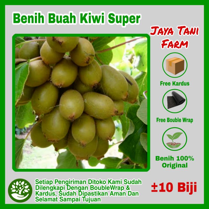 10 Biji Benih Buah Kiwi Super Manis Hibrida / Benih Kiwi / Bibit Kiwi / Biji Kiwi / Benih Buah / Bib
