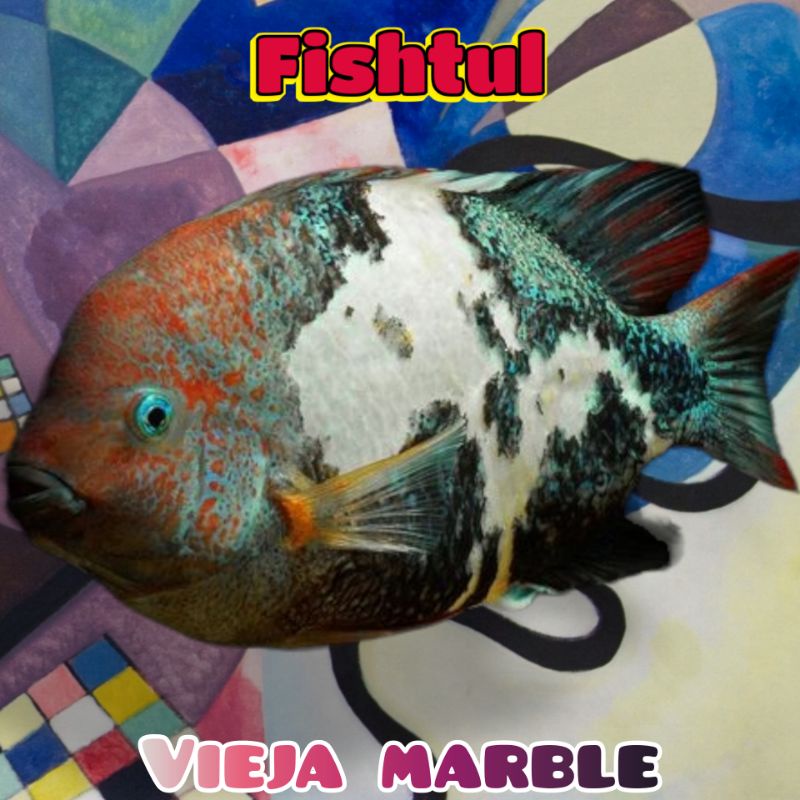 Cichlid Vieja Marble Pure Full Motif