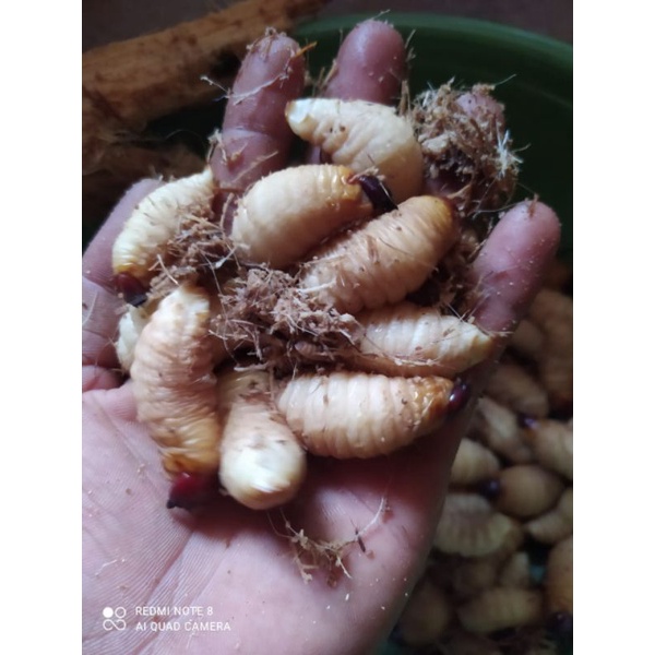 ulat sagu umpan pancing kondisi hidup 15 biji