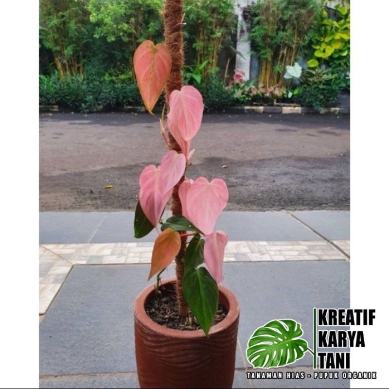 Tanaman hias philodendron mican pink - Micans pink