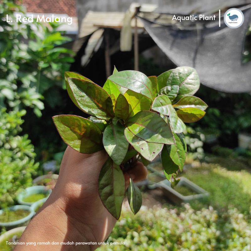 LUDWIGIA RED MALANG |Tanaman Aquascape