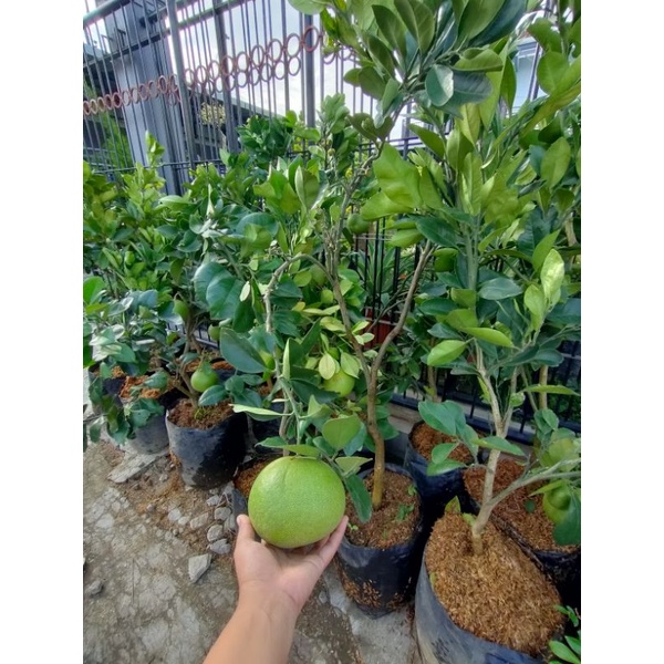 Jeruk Bali Madu sudah BERBUAH$ 5kg