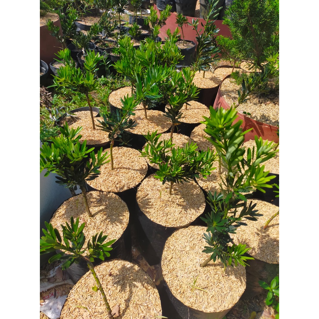 New Bibit Lohansung Blue Cincuan