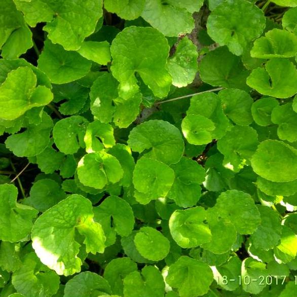 

HARGA MURAH Daun pegagan segar ☭ 889