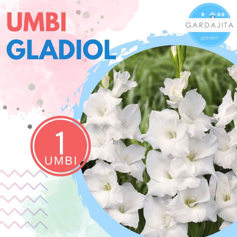 Umbi GLADIOL PUTIH Bibit Bunga