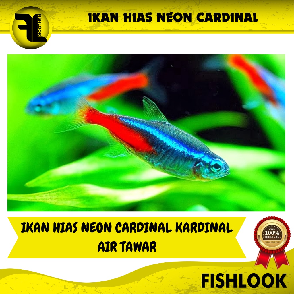 Ikan Hias Air Tawar Aquascape Aquarium Neon Cardinal Tetra