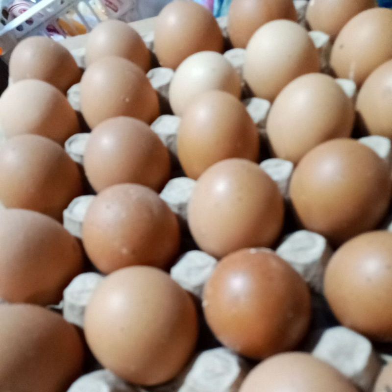 

TELUR AYAM RAS