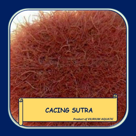 PAKAN IKAN HIDUP - CACING SUTRA / SILK WORM