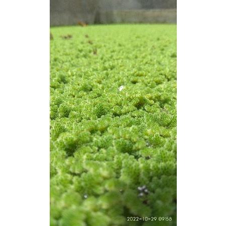 BIBIT AZOLA MICHROPHYLA AZOLA SEGAR SUBUR BERGARANSI