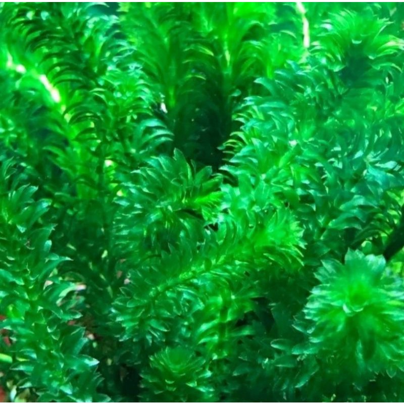 Tanaman Air Ganggang Hidrillya - Ganggang Air Aquascape