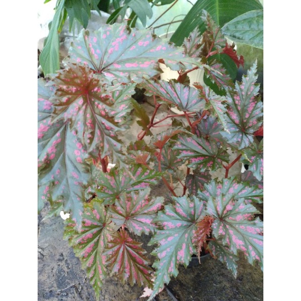 Tanaman hias begonia rex spider