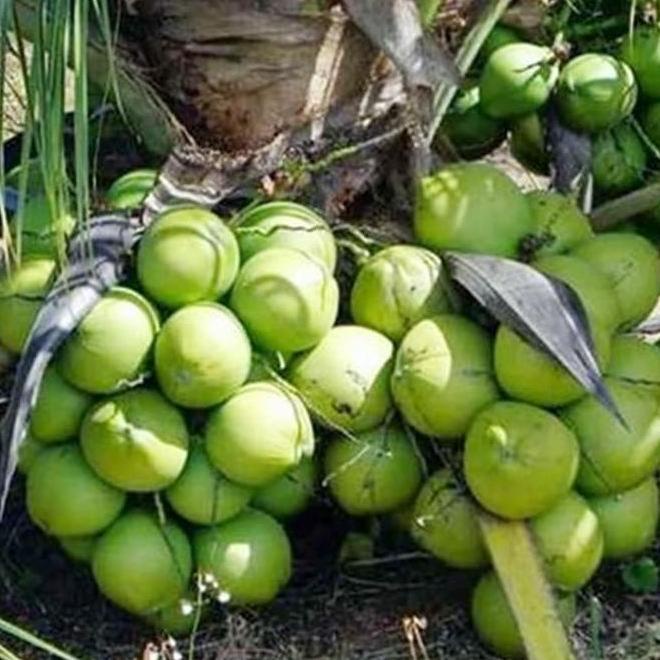 Bibit Kelapa Entog - Kelapa Entok - Kelapa Hijau Besar Super Genjah