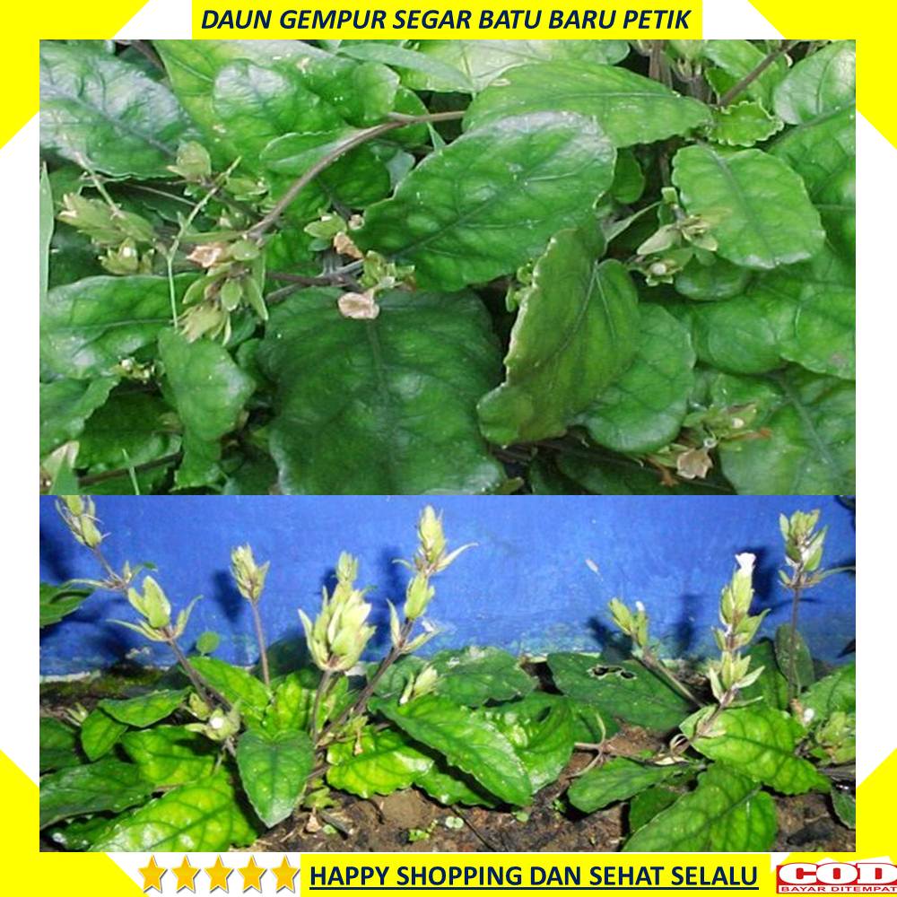 

Daun Gempur Batu 250 Gram Segar Baru Petik
