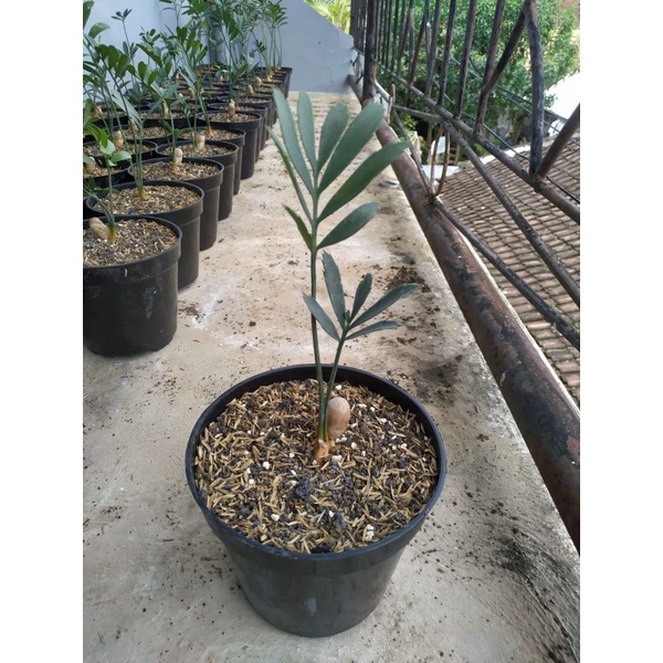 Seedling bibit Ence Encephalartos ferox