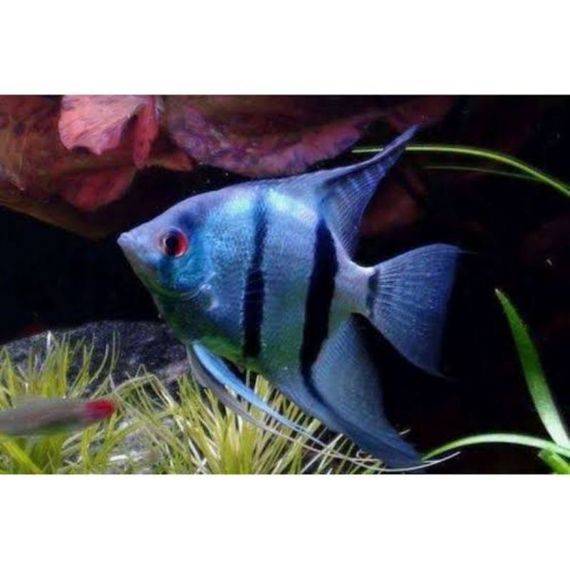 manfish blue pinoy