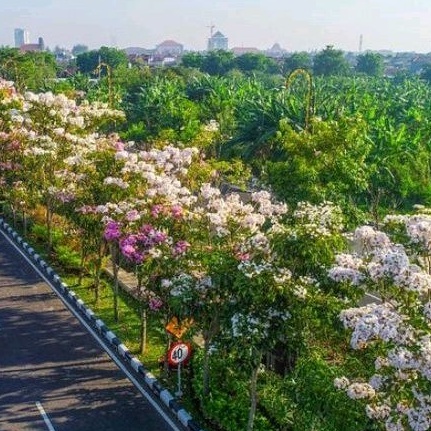 Tanaman Pohon Bunga Tabebuya Putih Tinggi 1 Meter Siap Berbunga