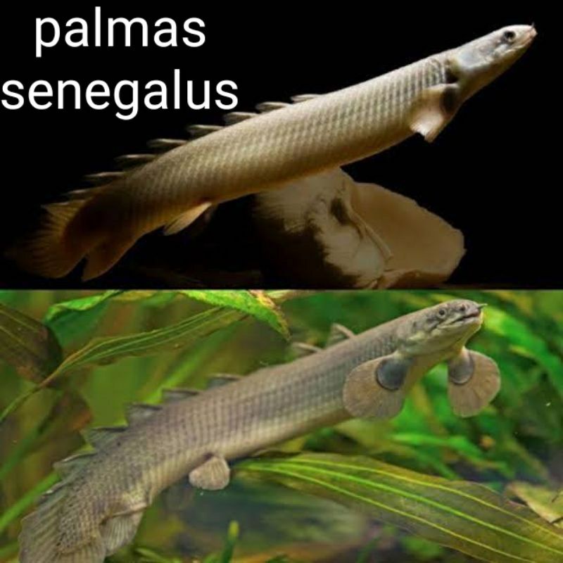 palmas senegalus UK 17-19