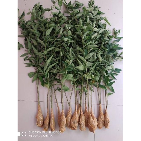 

㍽ Sidaguri jantan organik daun sidaguri jantan organik ㆆ