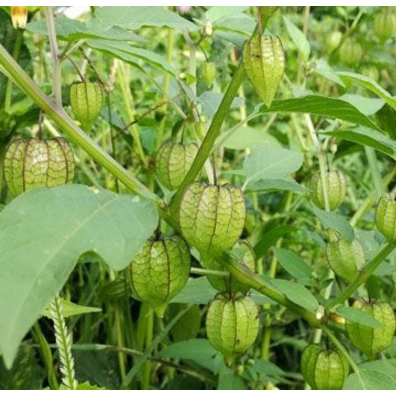 

Buah cimlukan organik buah cecendet buah langka buah herbal dipetik dadakan