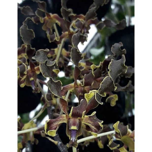 Dendrobium Yuwono Mega Karya Seedling