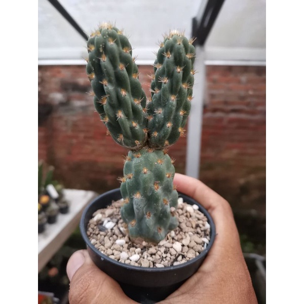opuntia miquelii cabang