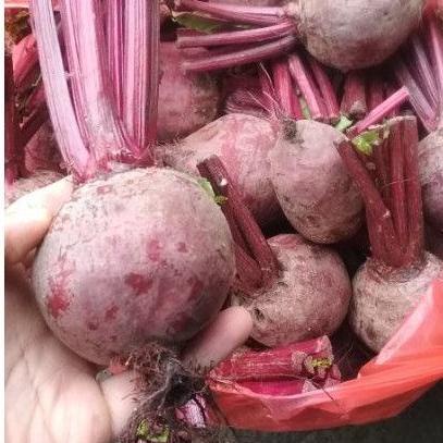 

➸ buah bit segar 1 kg beetroot merah ㊑