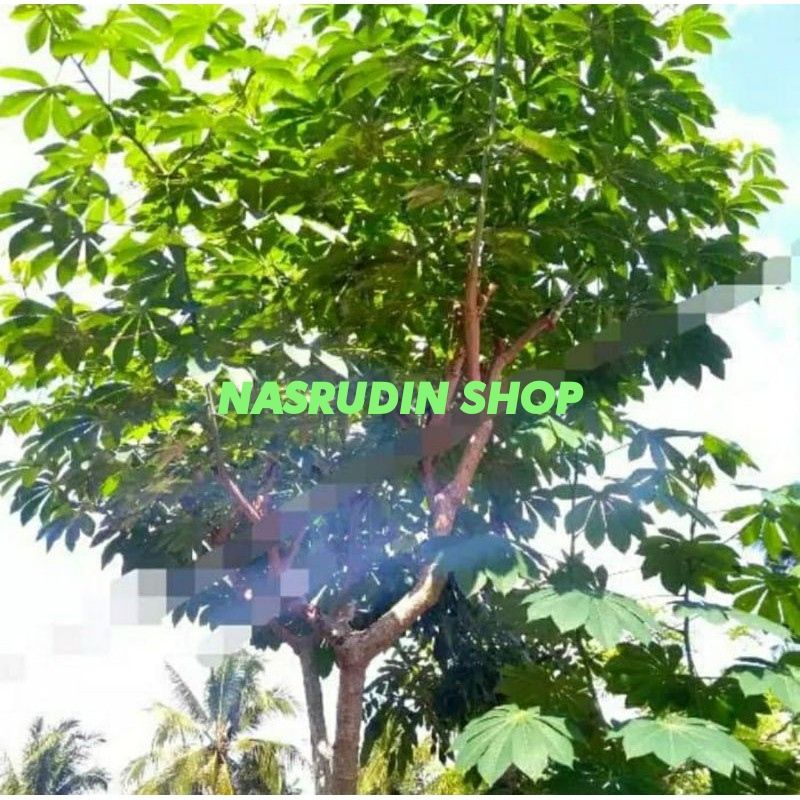 

[Fresh] BIBIT SINGKONG KARET STEK BATANG UNTUK SAMBUNGAN ATAS ATAU UNTUK BIBIT SAYURAN