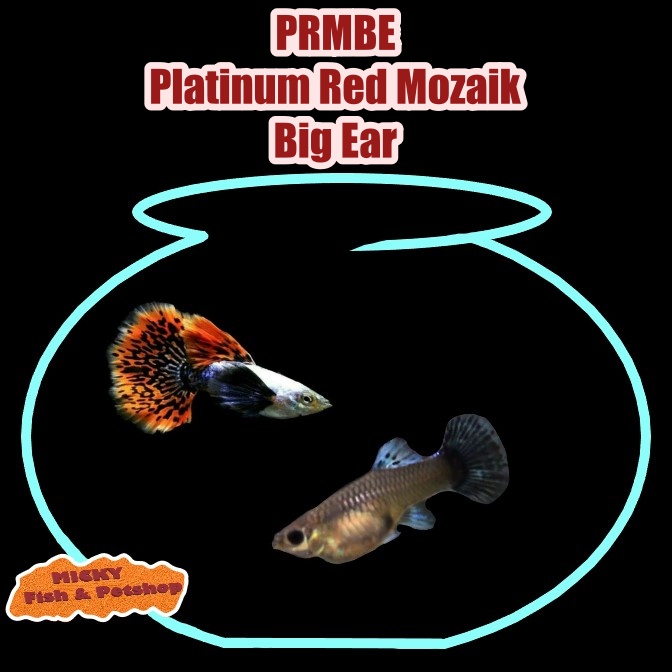 SEPASANG Guppy PRMBE Platinum Red Mozaik Big Ear Grade