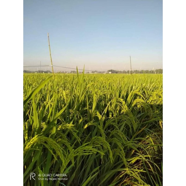 Benih padi MR 339 Benih Terbaru di jenisnya