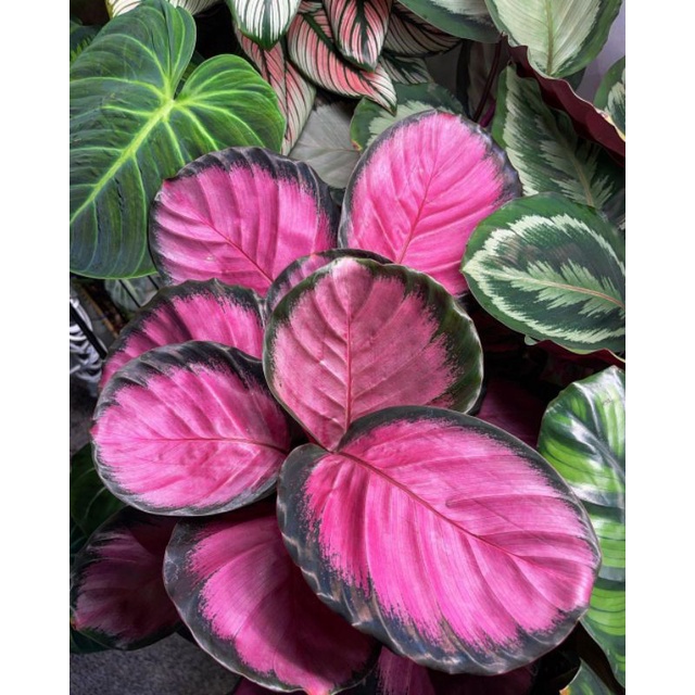 Tanaman calathea crimson rimbun 4-6 daun/ calathea krimson / kalatea merah krim son creamson