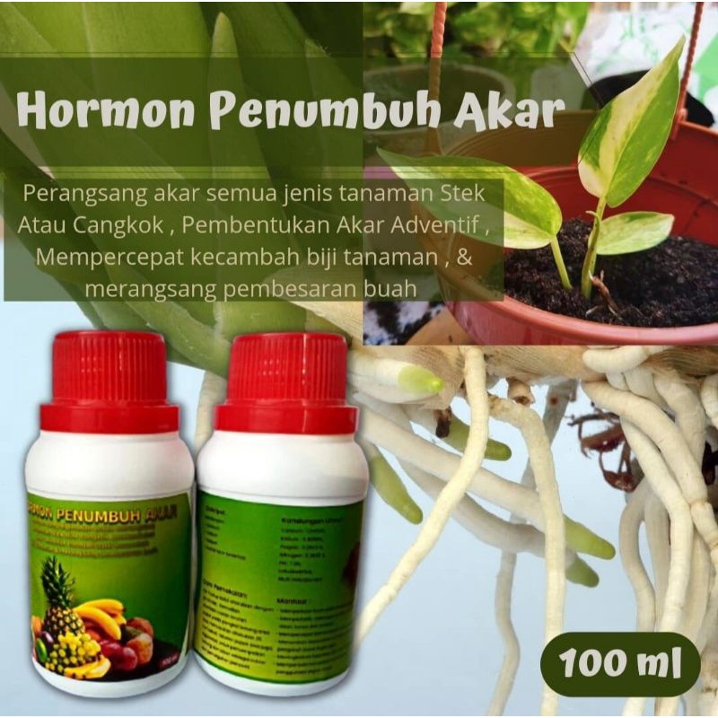 Nutrisi organik perangsang akar alami hormon cepat tumbuh akar organik perangsang akar semua jenis tanaman