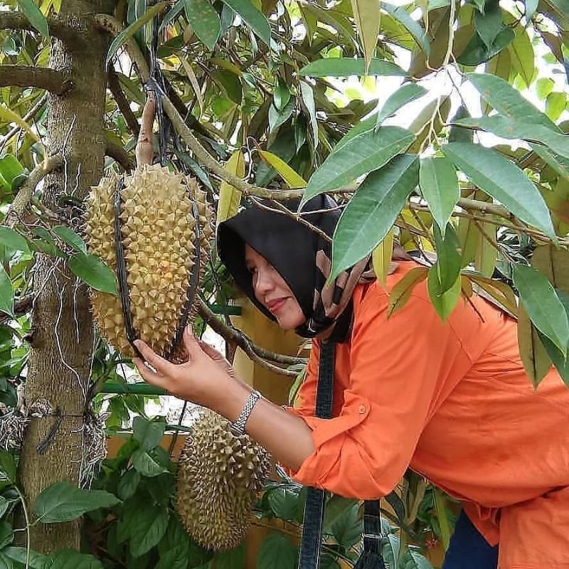 Pupuk Booster Organik Pelebat Buah Durian Dan Perangsang Agar Cepat Berbuah