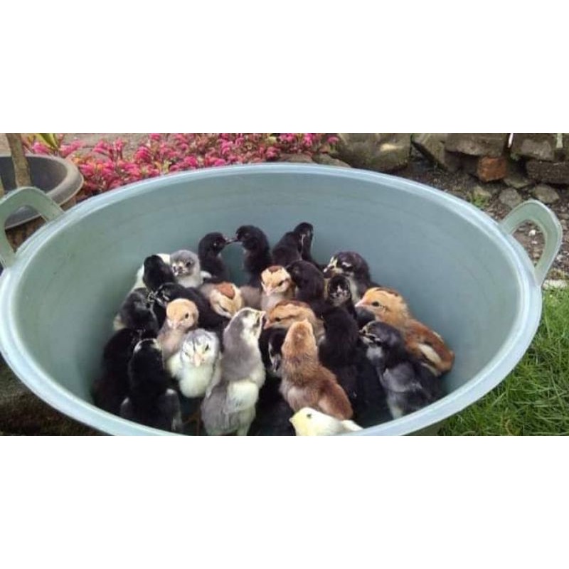 

DOC ayam kampung KUB "pengiriman hanya menggunakan Grab/Go-Jek/Shopee ekspres" (pengiriman hanya daerah Jabodetabek saja)