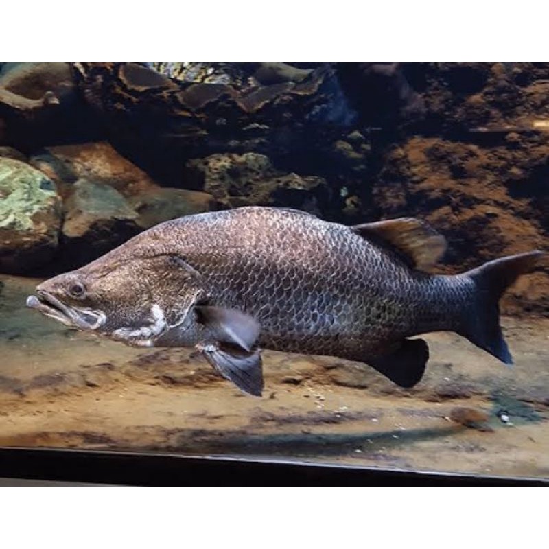 

ikan baramundi
