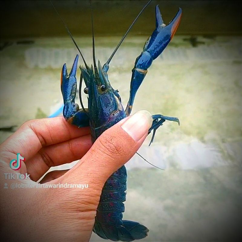 Paket hemat indukan 3 ekor lobster air tawar red claw