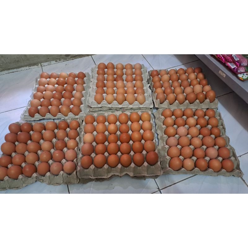 

Telur ayam