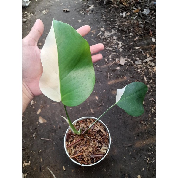 monstera delicosia albo varigata